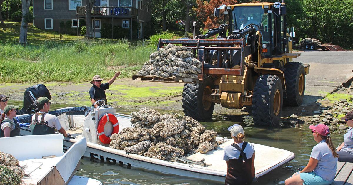The Shellfish Arrive | Mashpee News | capenews.net