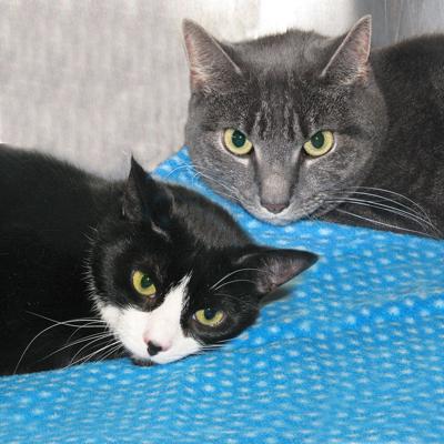People For Cats March 1 2019 Falmouth Columns Capenews Net