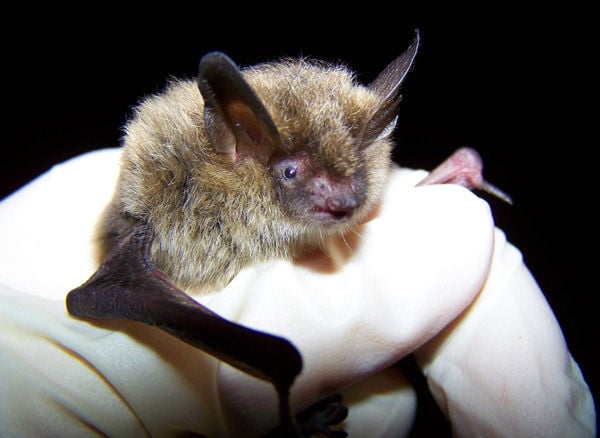 Cape Cod A 'Bright Spot' For Declining Bat Species