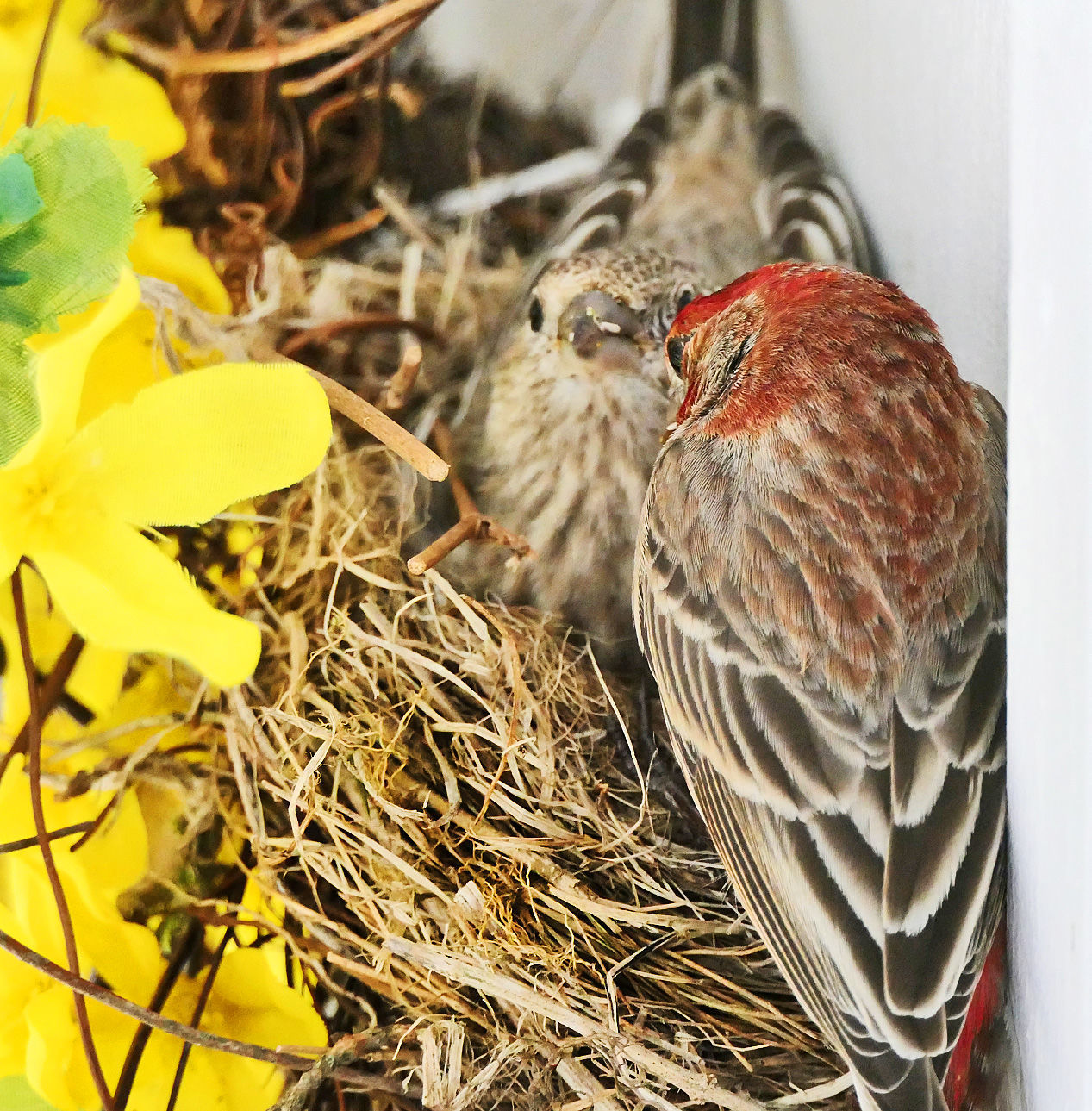 best society finch nest
