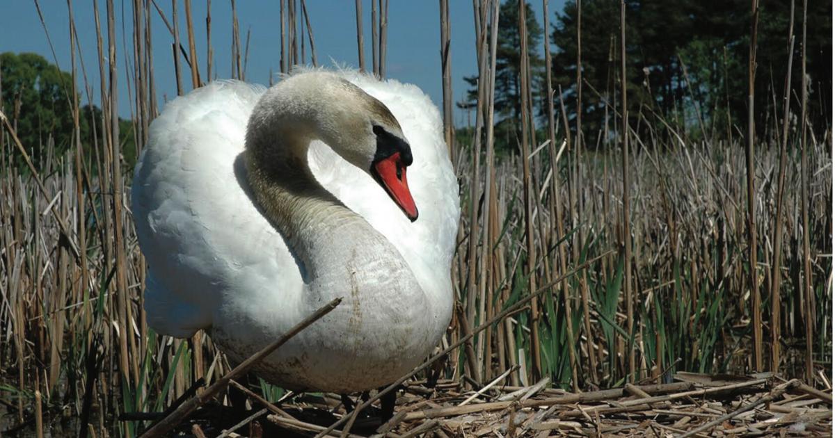 Swans Column The Fine Print: On The Cusp Of A Mute Swan Problem | Columns | capenews.net