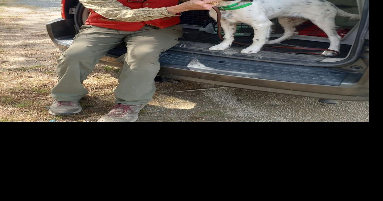 Leash Law Violations Common At Crane Wildlife Reserve Falmouth News