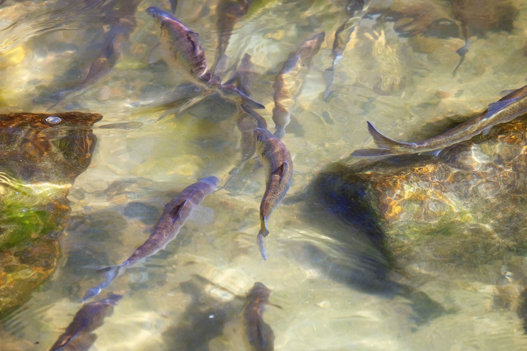 Counting Herring - Vimarsana News