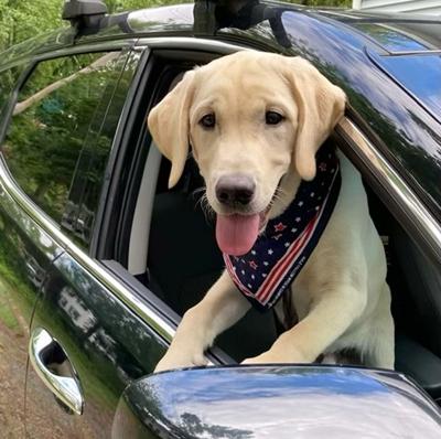 Sandwich Dog Calendar Returns With Patriotic Theme | Sandwich News |  capenews.net