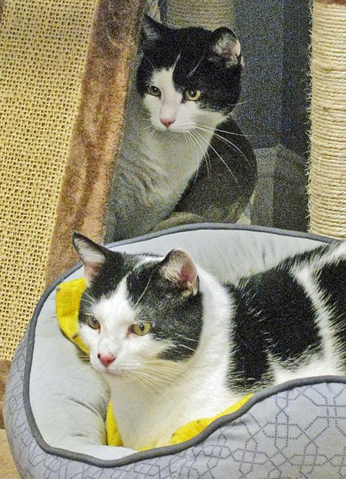 People For Cats January 24 2020 Falmouth Columns Capenews Net