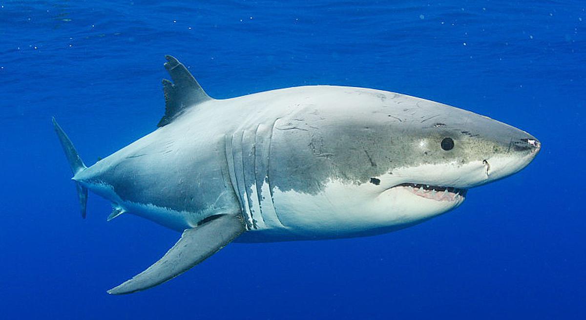 Want to see great white sharks? Consider Cape Cod.