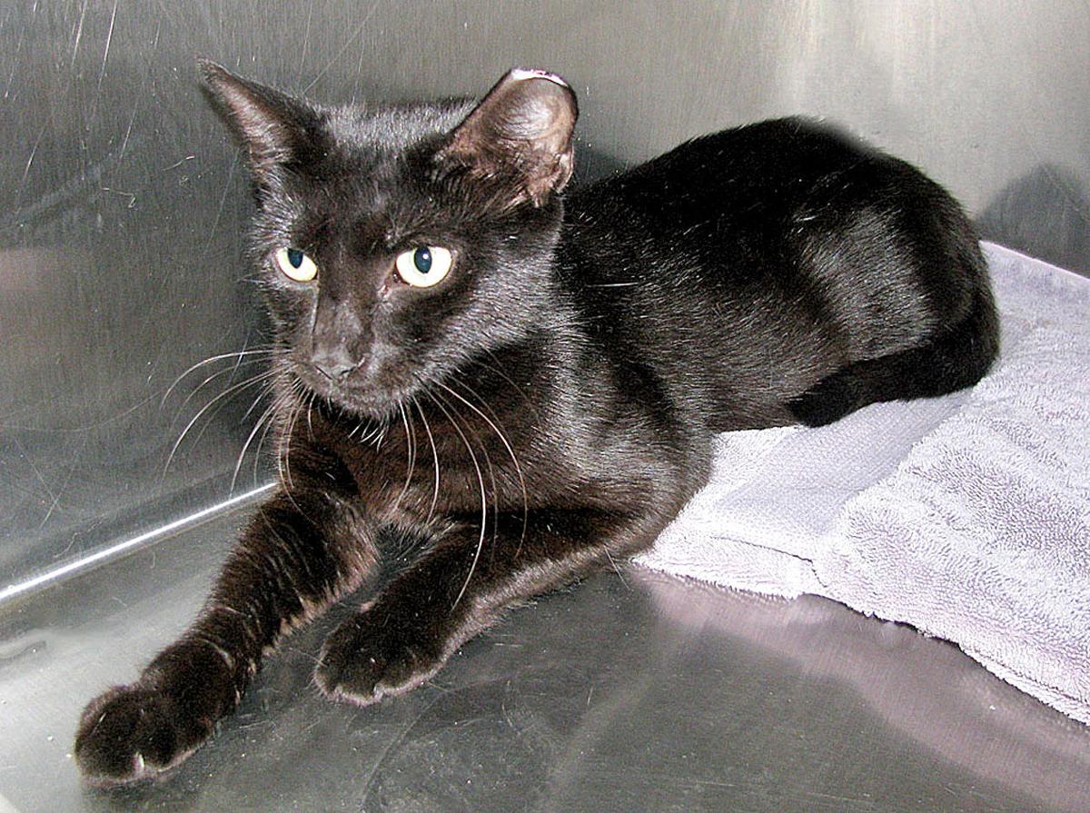 People For Cats July 26 2019 Columns Capenews Net