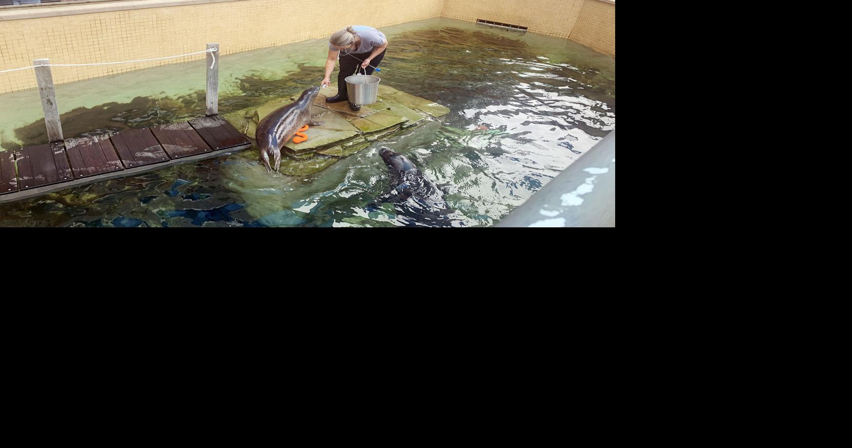 Woods Hole Science Aquarium Reopens, Two New Seals Falmouth