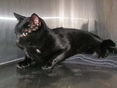 People For Cats February 1 2019 Falmouth Columns Capenews Net
