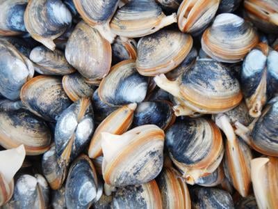 New Clam Species Could Soon Be Coming To The Table
