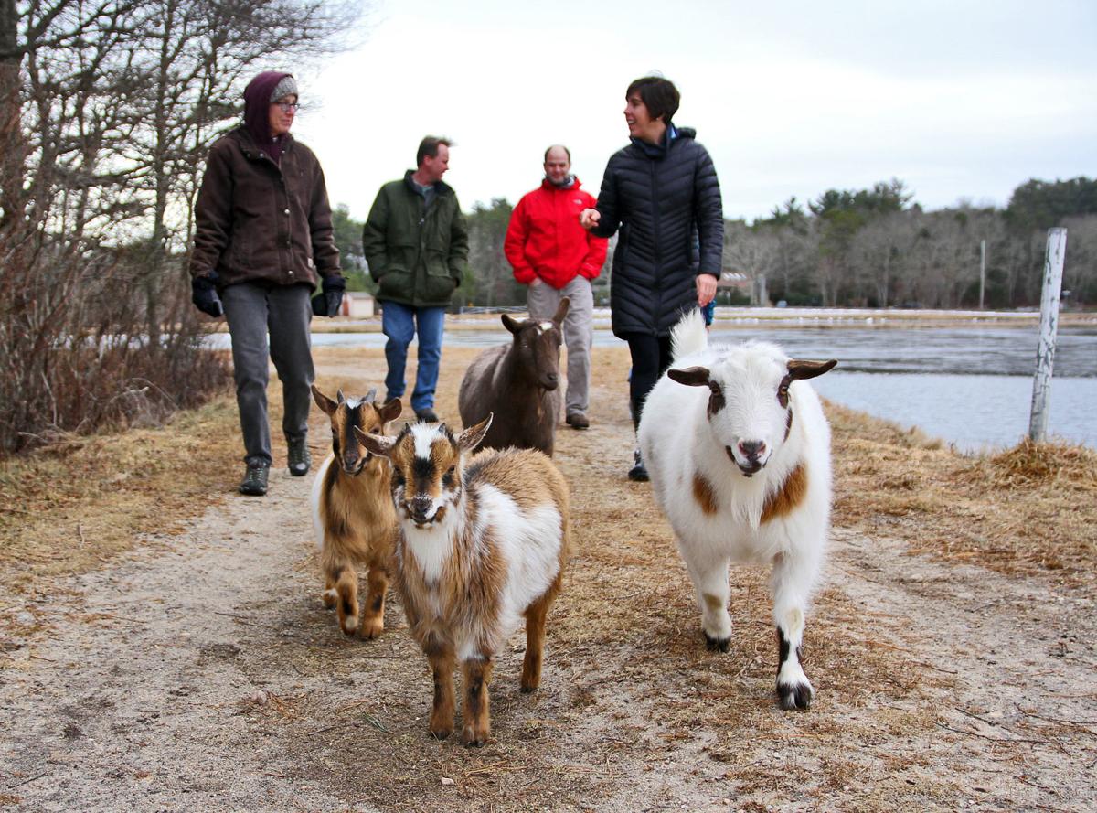 Goat Walk Uploaded Photos