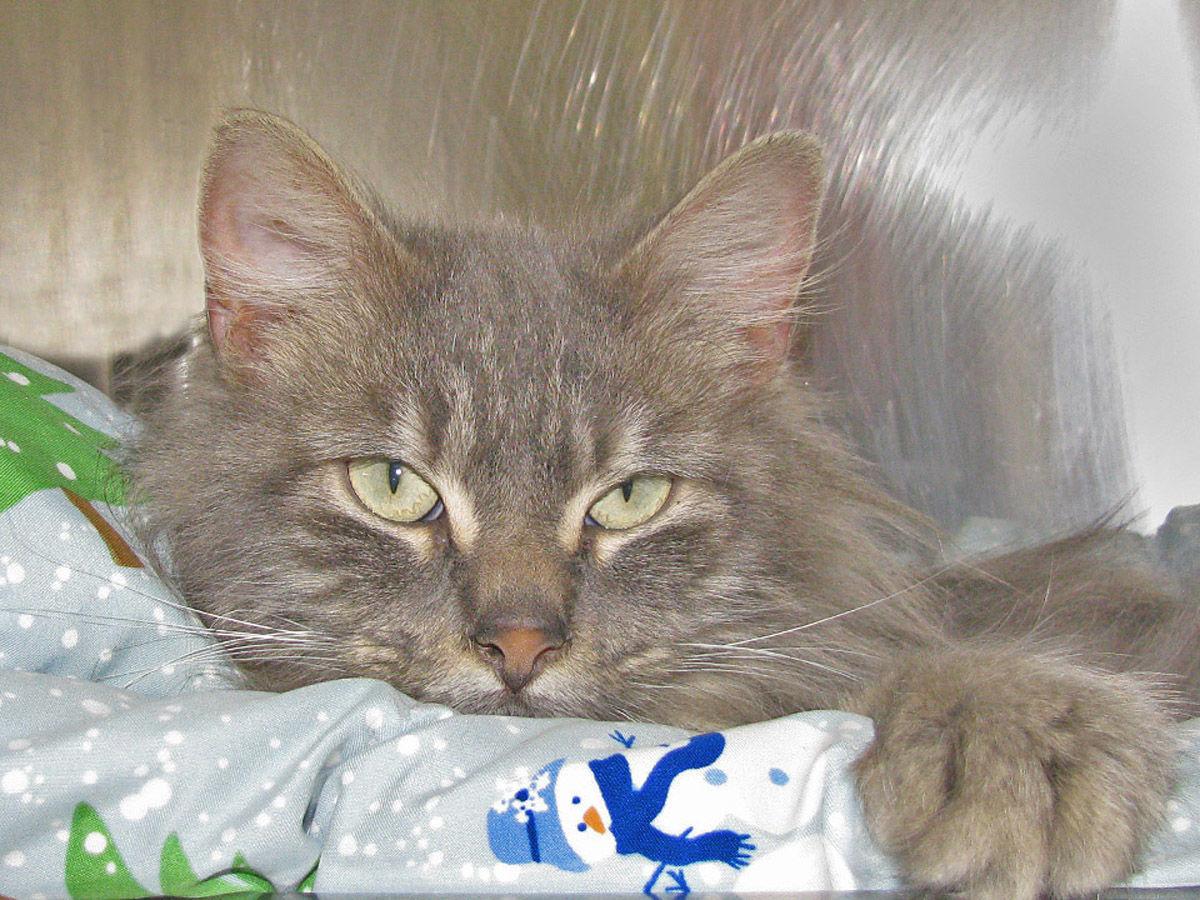 People For Cats April 24 2020 Falmouth Columns Capenews Net