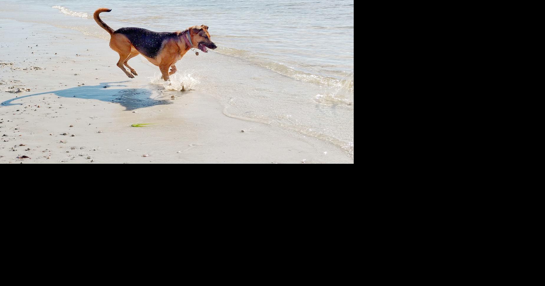 Dogs, Trash Present Challenges On Falmouth Beaches Falmouth News