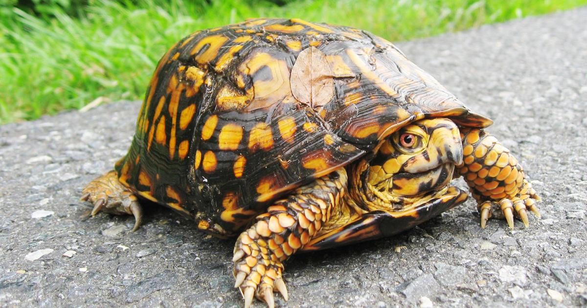 Cause For Shell-ebration: ISWM Progresses In Securing Turtle Mitigation ...