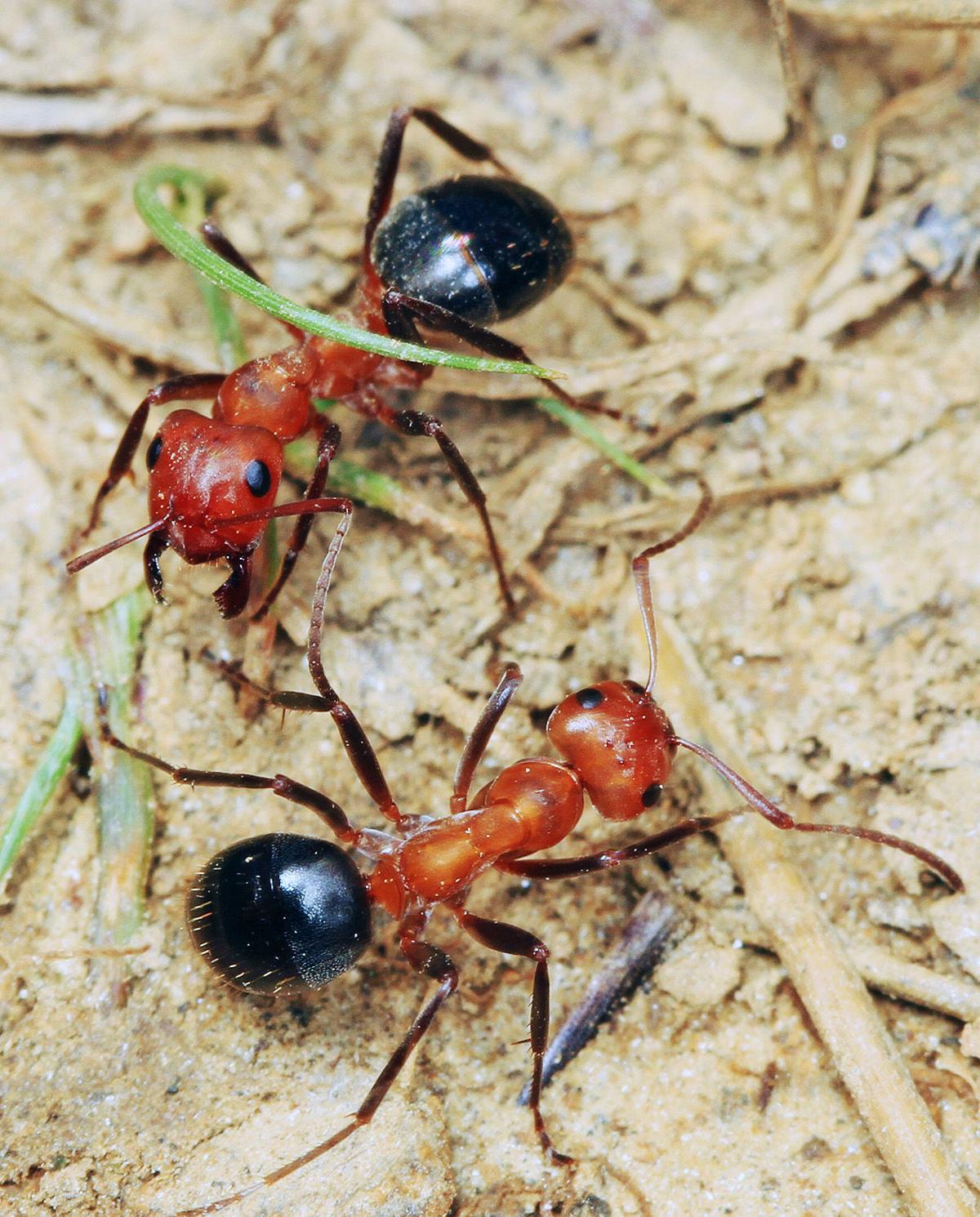 Strange Mounds In Santuit Belong To Allegheny Ants Mashpee News