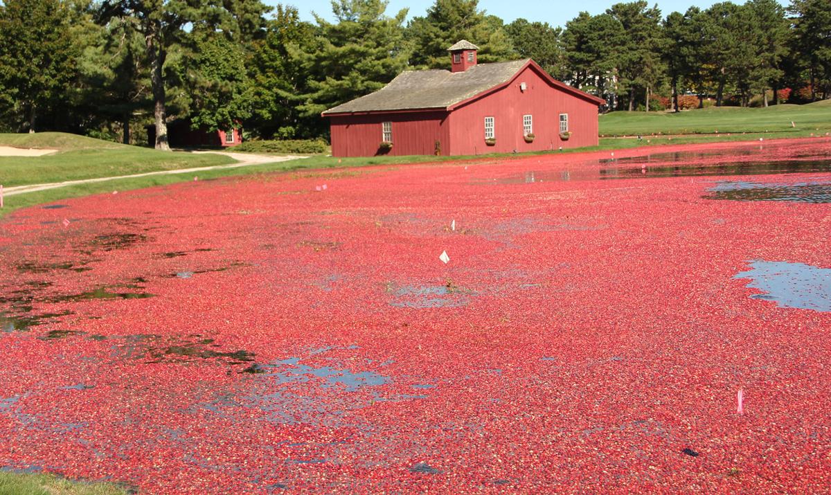 Cranberry Harvest Season Is Here Mashpee News