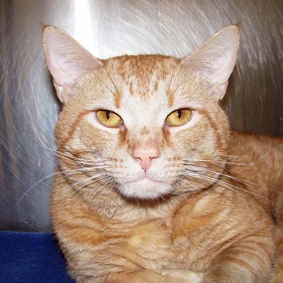People For Cats February 21 2020 Falmouth Columns Capenews Net