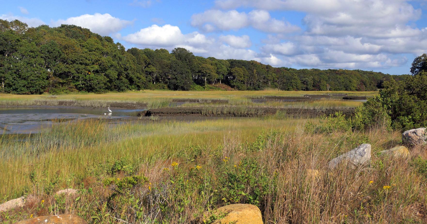 Update To Nitrogen Study Says Herring Brook In West Falmouth Will Be Fine - Vimarsana News