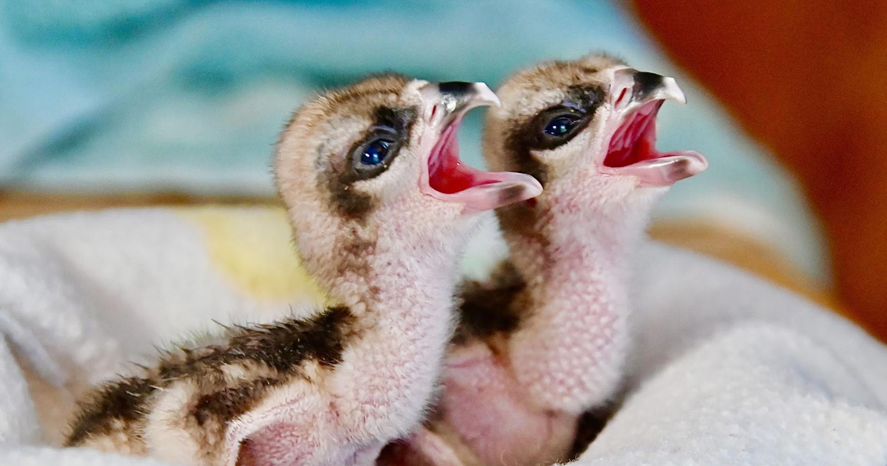 Talk Will Look At Osprey Egg Incubation - Vimarsana News