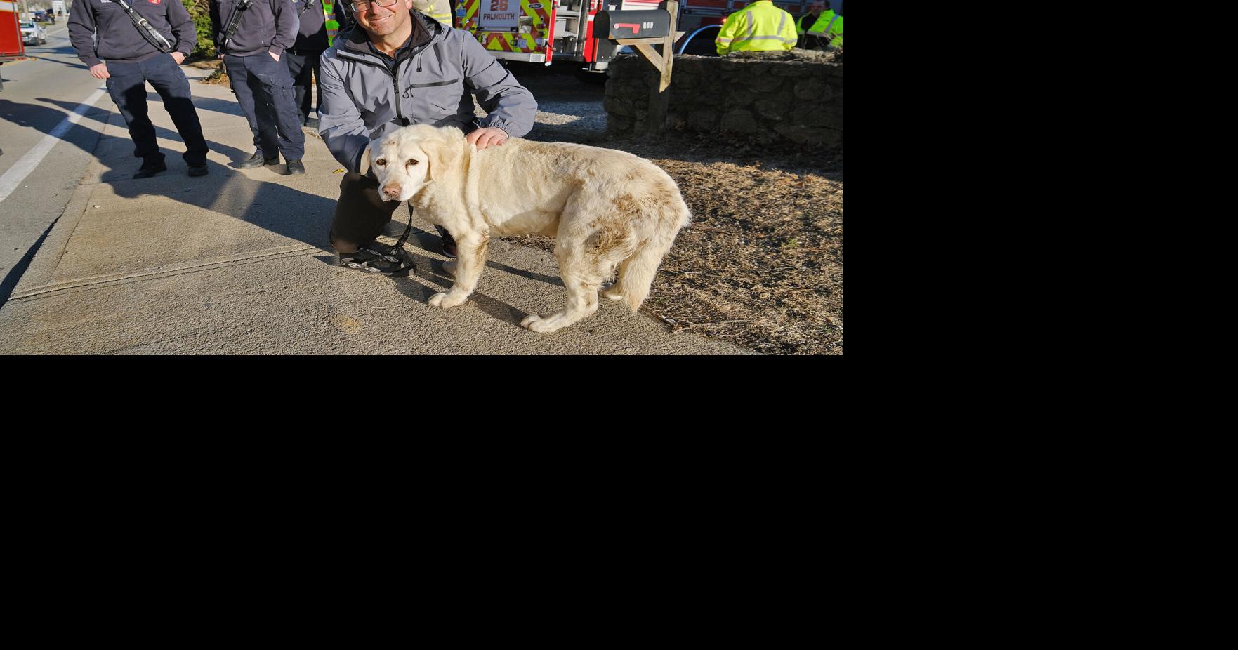 Crews Rescue Dog Trapped In Backyard Sinkhole | Falmouth News ...