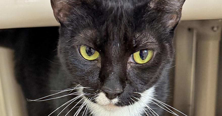 People for Cats - May 22, 2026 | Columns | capenews.net