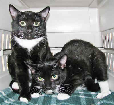 People For Cats March 29 2019 Falmouth Columns Capenews Net