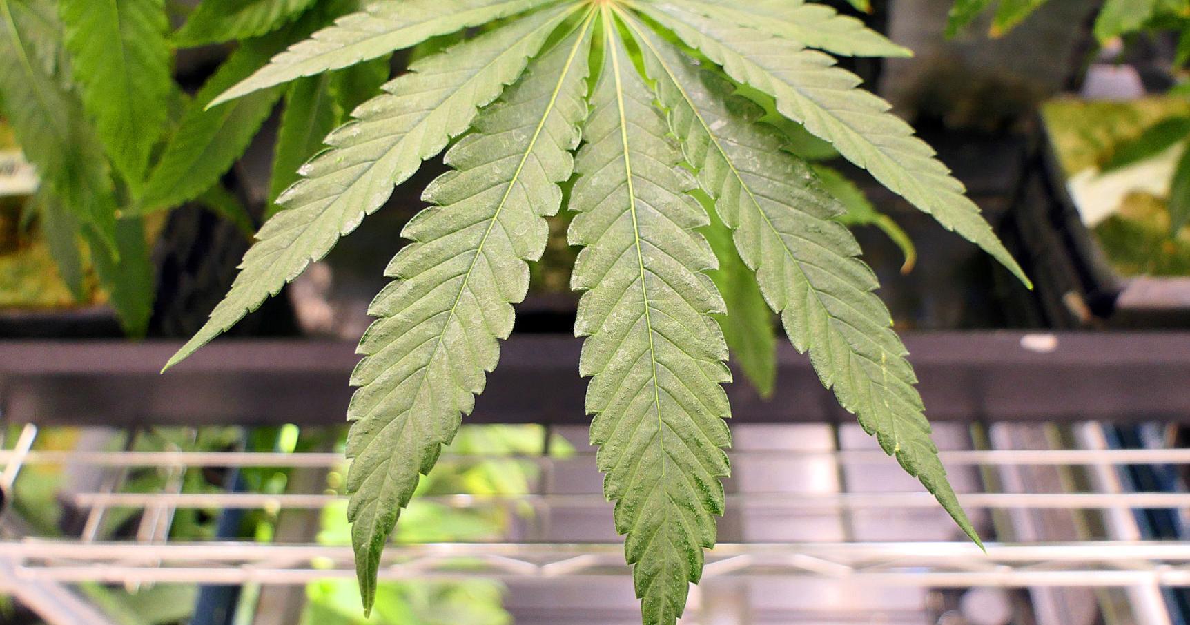 Bourne Planning Board Debates Approval Process For Marijuana Shops - Vimarsana News