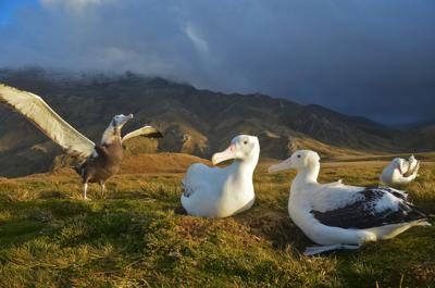Albatross Divorce