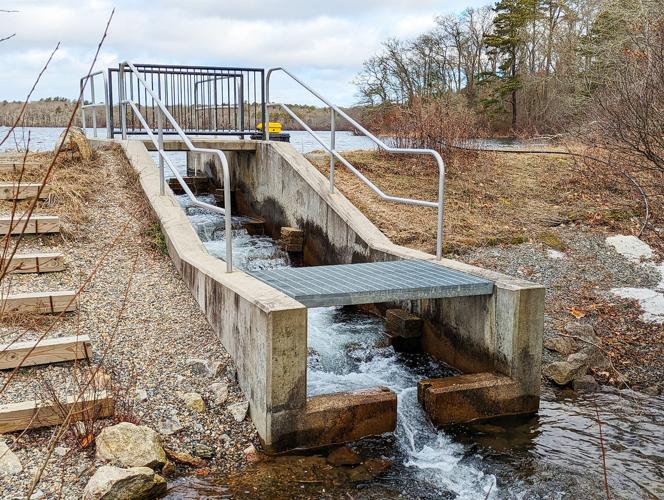 Herring Run Begins In Mashpee Mashpee News