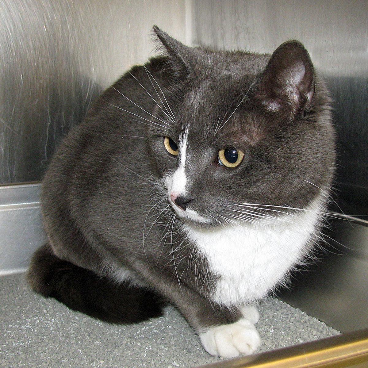 People For Cats Falmouth Columns Capenews Net