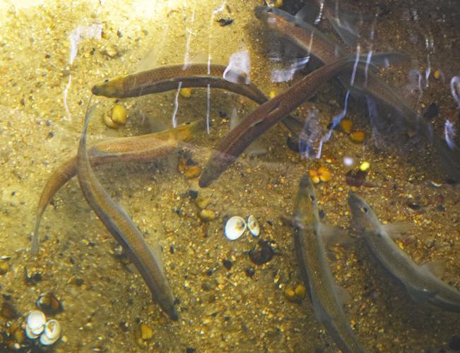 Mashpee River Records Highest Yearly Herring Count Mashpee News