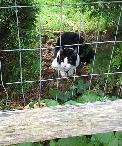 Cat Attacks, Makes Work For Animal Control | Falmouth News 