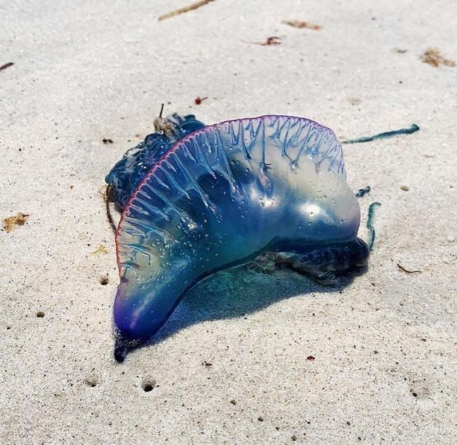 Whoi Reported Portuguese Man O War Washing Up On Falmouth Beaches Falmouth News Capenews Net Whoi Reported Portuguese Man O War Washing Up On Falmouth Beaches Falmouth News Capenews Net