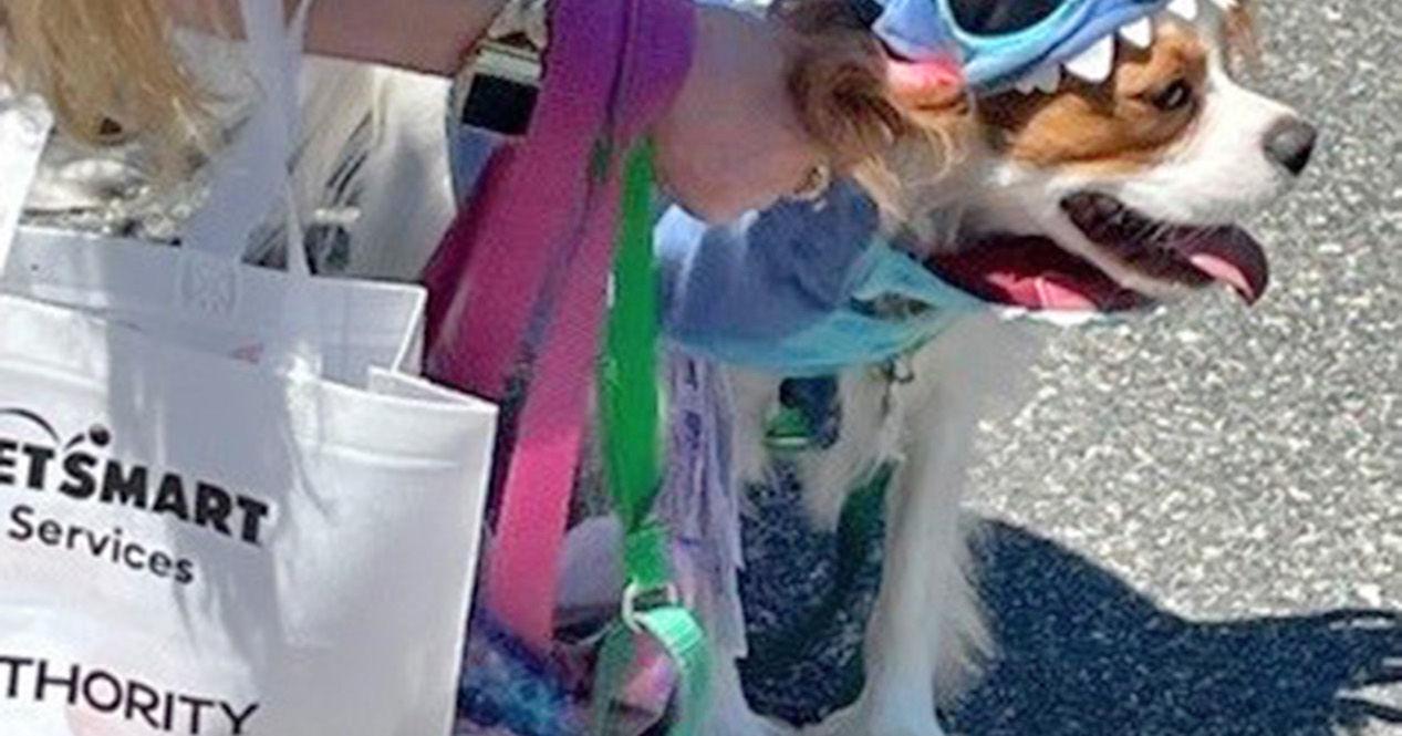 Hounds Of Highfield Is Sunday - Vimarsana News