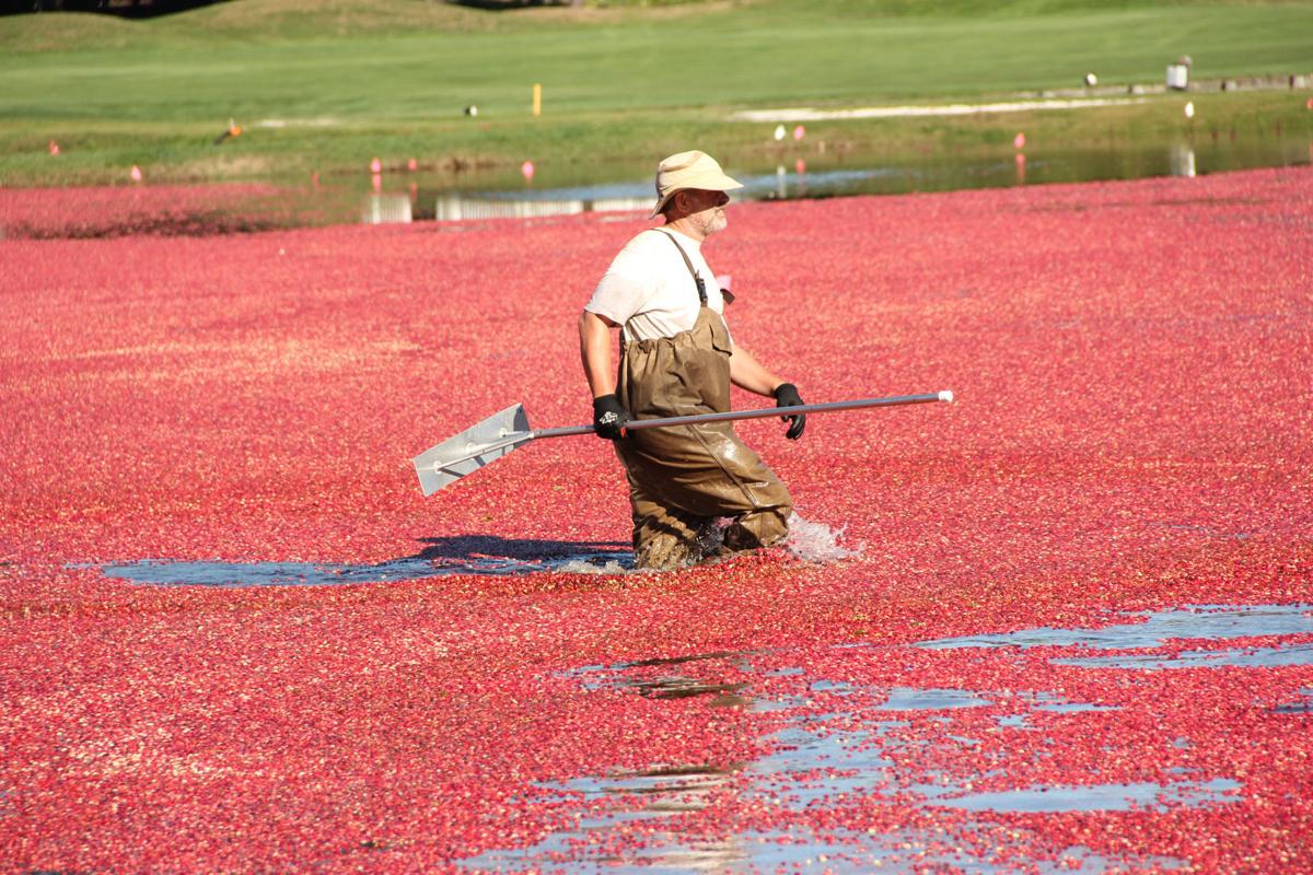 Cranberry Harvest Season Is Here Mashpee News