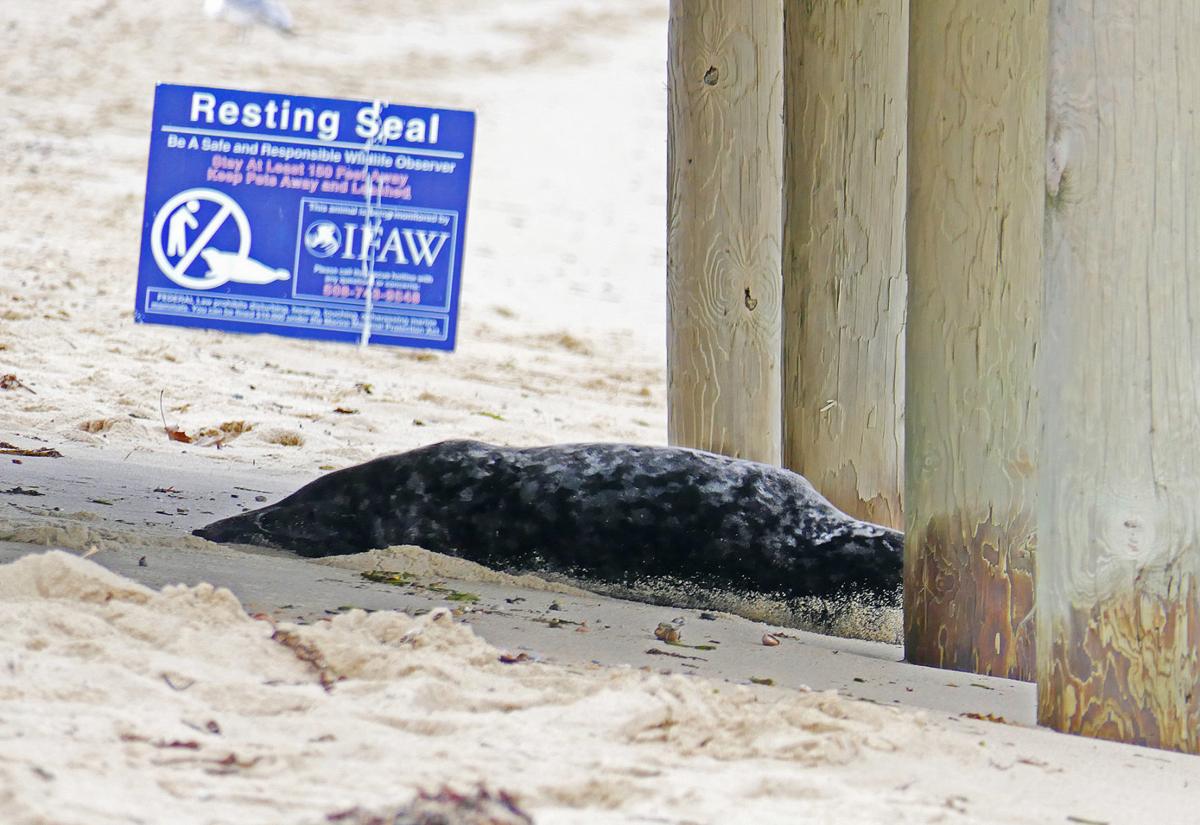 Beachgoers Warned To Stay Away From Seals On South Cape Beach
