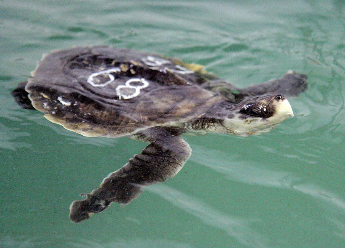 After Rescue, Massive Sea Turtle Released Into Atlantic : The Two