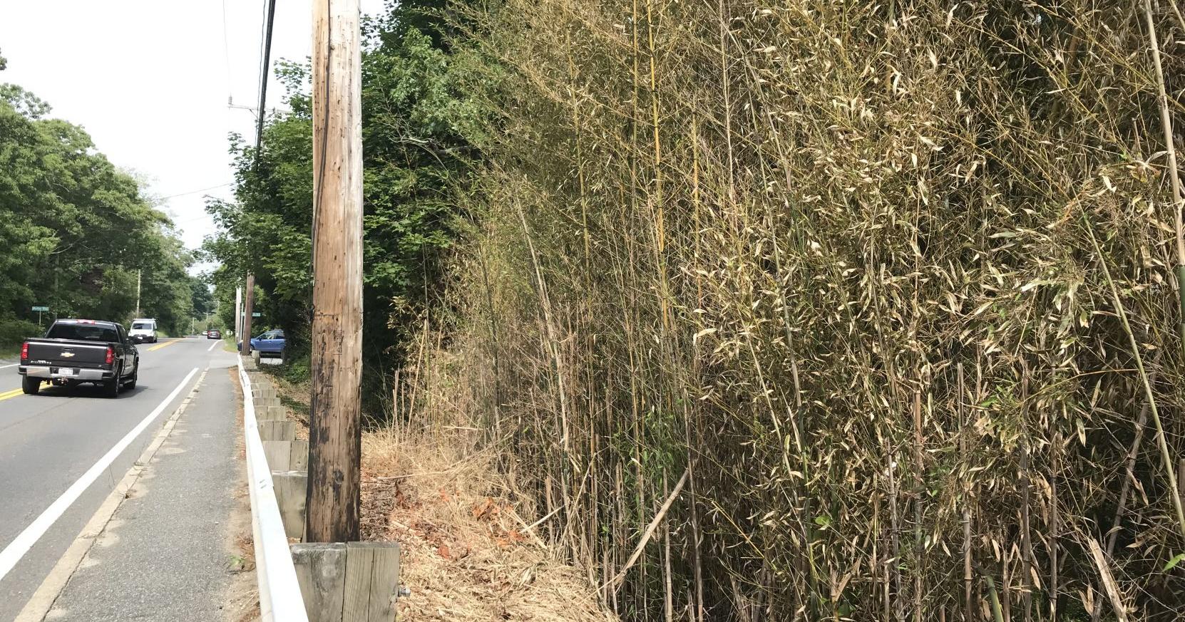 Bamboo Dying In Falmouth But Will Not Be Gone Forever - Vimarsana News