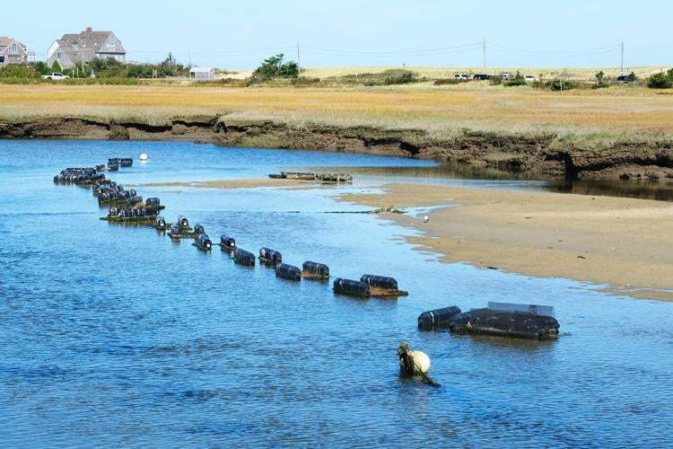Sandwich Adds Second Shellfish Type To Aquaculture Roster