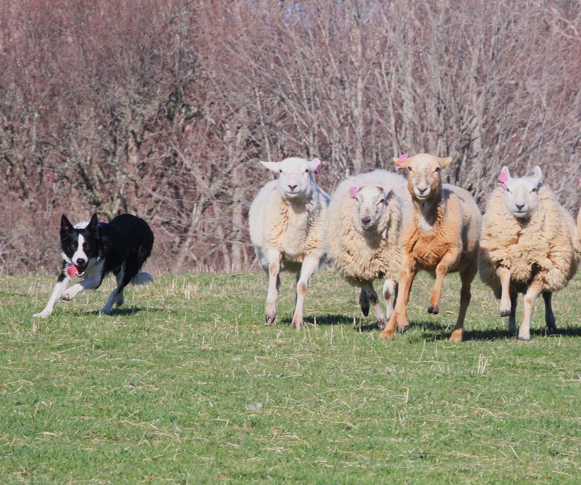 Keeping The Flock Focused - Vimarsana News