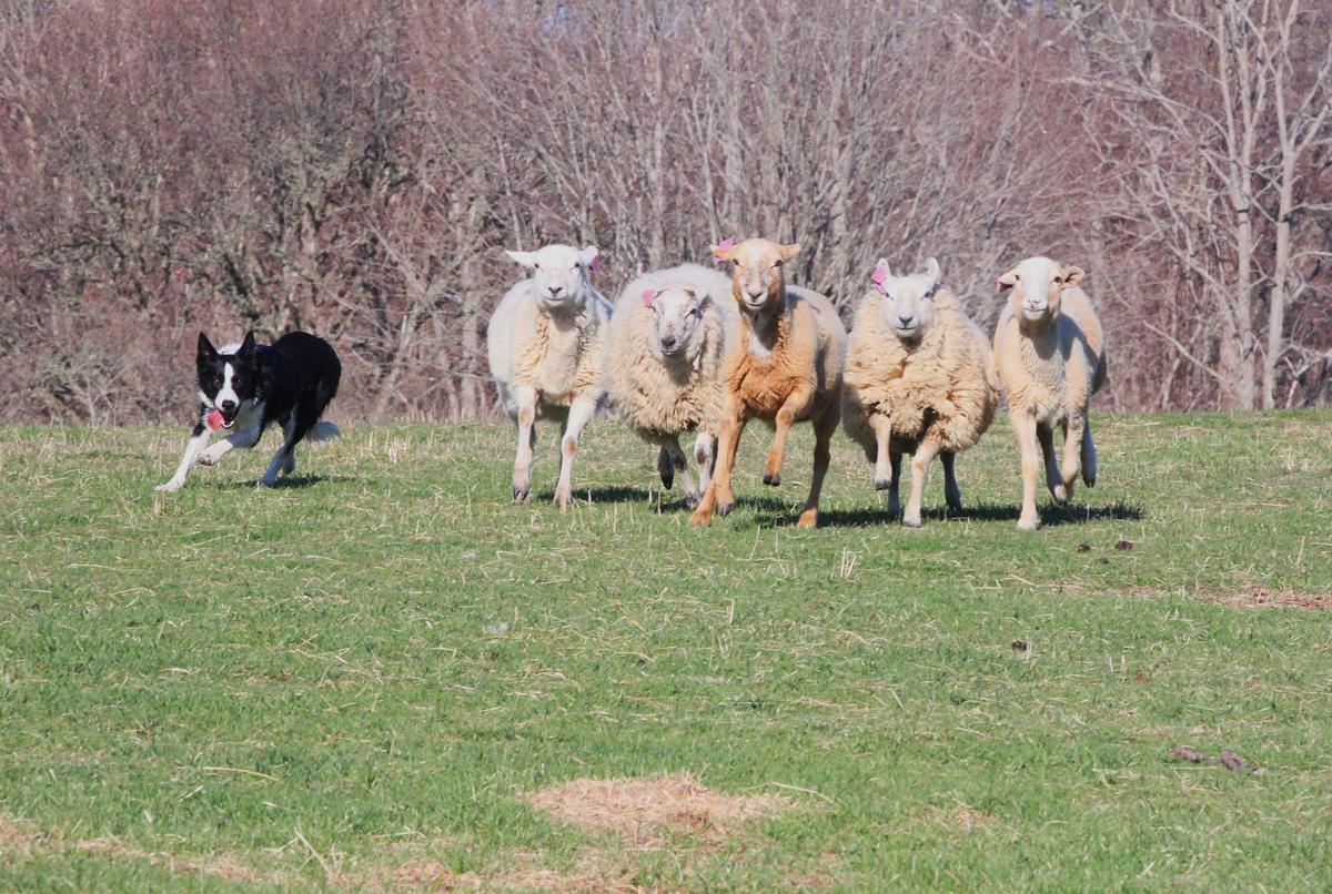 Sheep Scarf Ladies Border Collie Dogs Green Shawl Wrap Sheep Dog Farm Animal