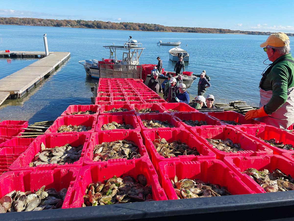 Thousands Of Oysters Moved From Town Farm To West Falmouth Falmouth