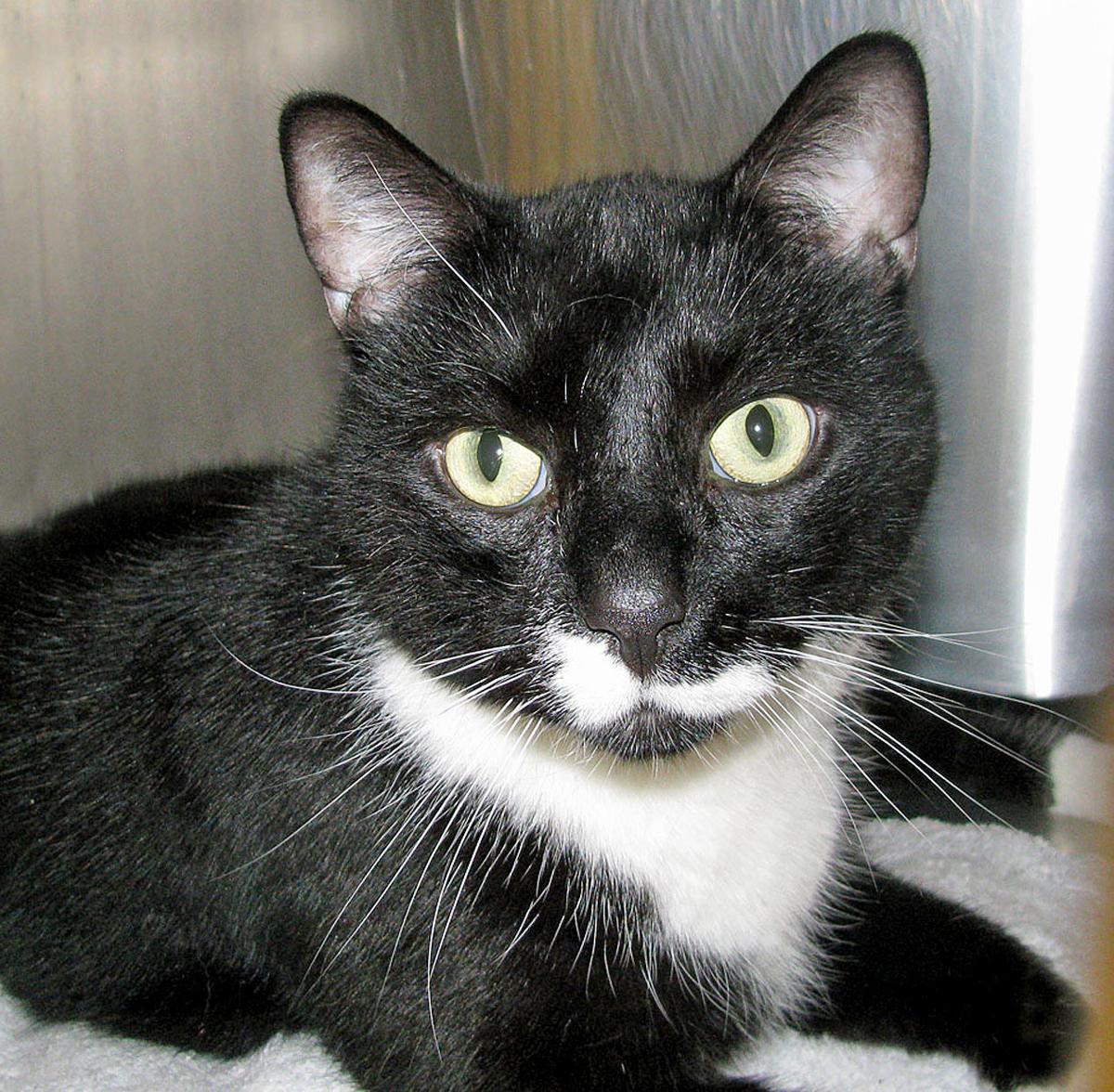 People For Cats May 10 2019 Falmouth Columns Capenews Net