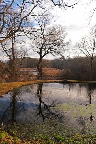 Cyanobacteria Detected In Nyes Pond
