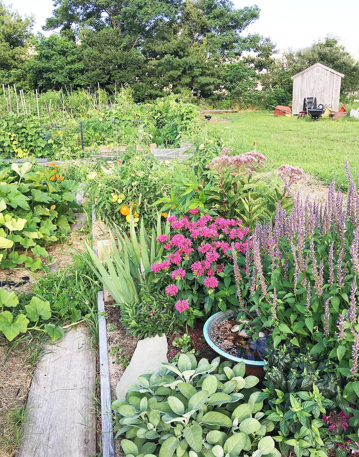 Sandwich Community Garden Thriving In Its New Digs Sandwich News