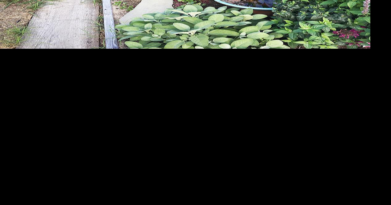 Sandwich Community Garden Thriving In Its New Digs Sandwich News