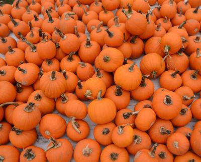 Mashpee Pumpkin Patch Moves To Route 151 Area Mashpee News