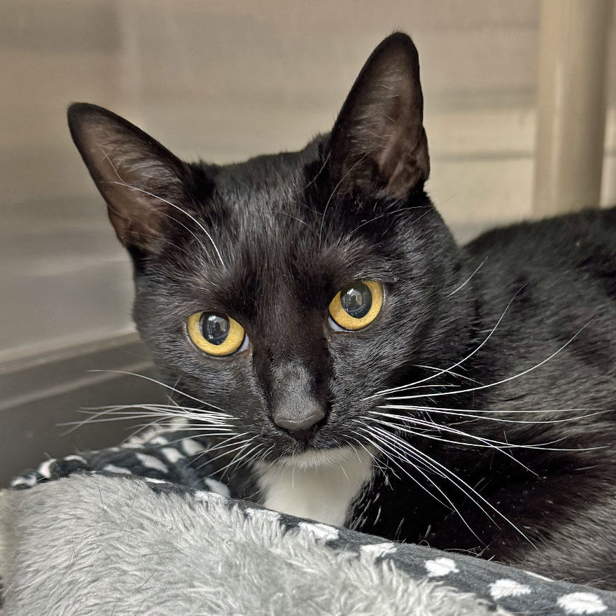 People for Cats - June 5, 2026 | Columns | capenews.net