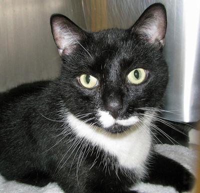 People For Cats July 12 2019 Columns Capenews Net