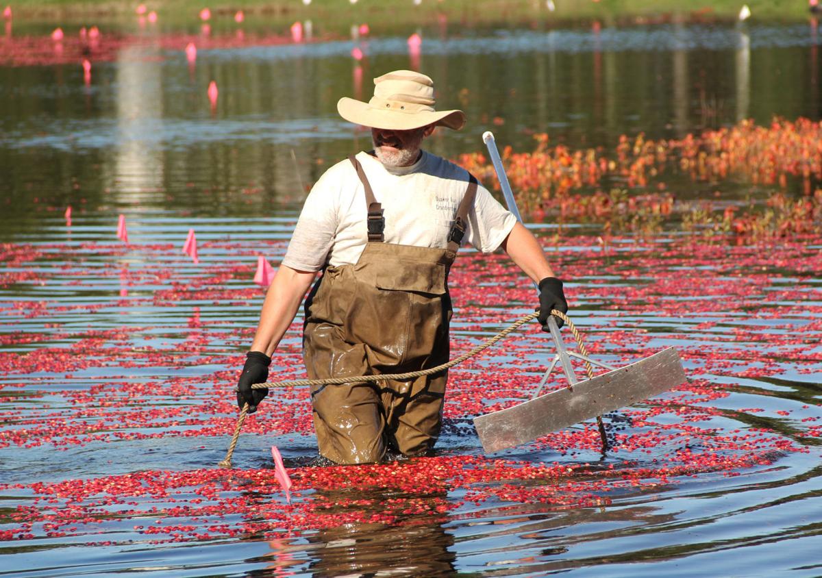 Cranberry Harvest Season Is Here Mashpee News